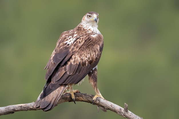 Aguila azor perdicera