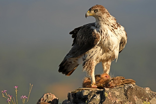 写真 aguila perdicera en su atalaya con una presa