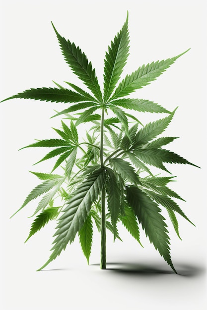 Ai gegenereerde afbeelding Groene cannabisplant geïsoleerd op witte achtergrond Groeiende medische marihuana