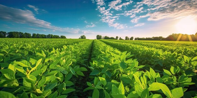 AI Generated AI Generative Farm harvest green soybean field Outdoor nature plant vegetable organic eco product Graphic Art