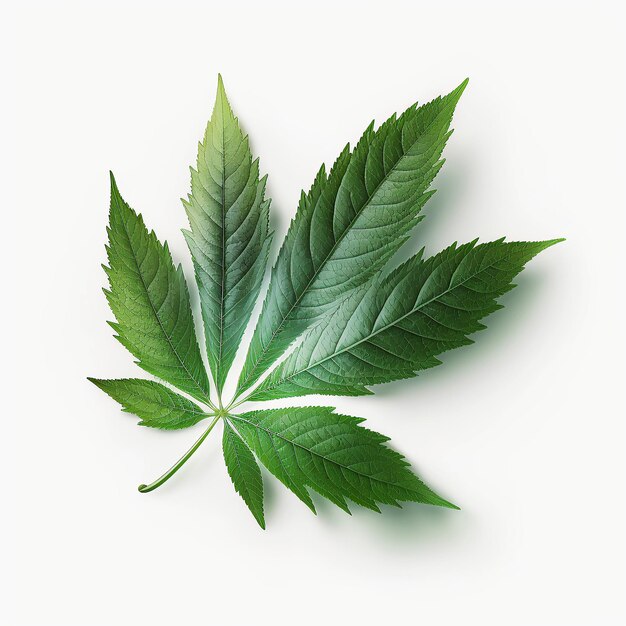 Ai generated illustration Green cannabis leaves isolated on white Growing medical marijuana