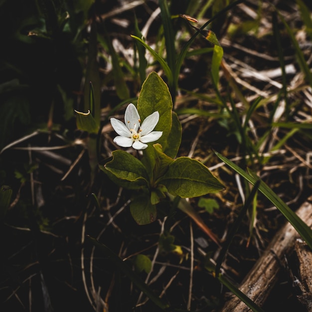 AI가 생성한 녹색 잎이 있는 흰색 별꽃 윈터그린 꽃 그림