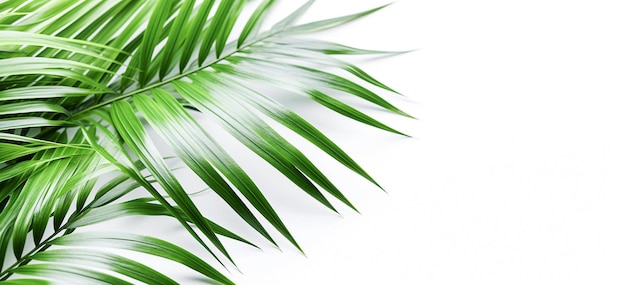 AI generative Green tropical leaves on white