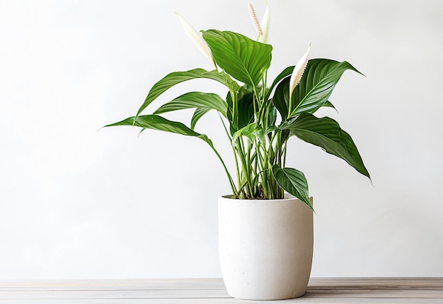 Ai generative image Peace lily plant in a concrete pot