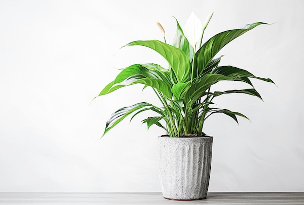 Ai生成イメージ コンクリートポットに植えられたピースユリの植物