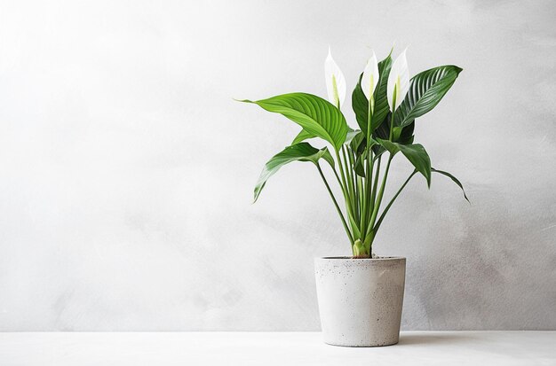 Ai generative Peace lily plant in a concrete pot