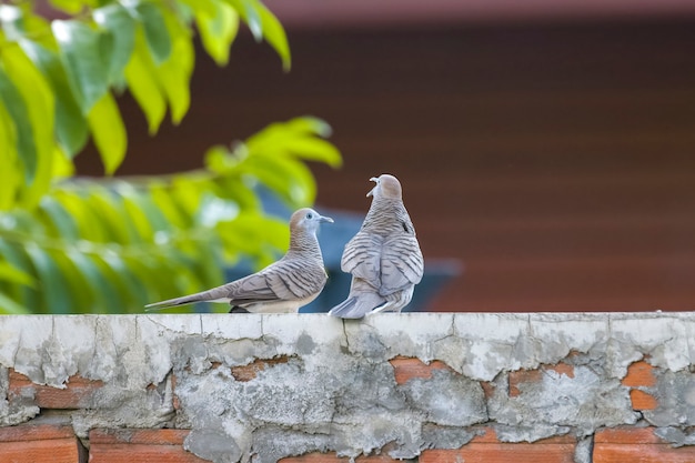 Photo aian pigeon mating ritual