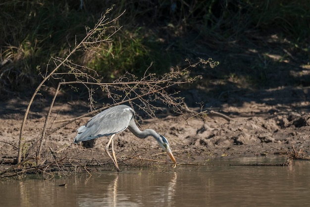 Aigrette die Zuid-Afrika vissen