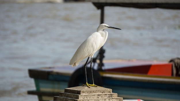 Aigrette in rivier zijbootachtergrond