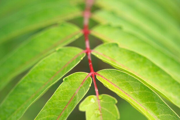 Ailanthusaltissimaは夏の抽象的な背景を残します