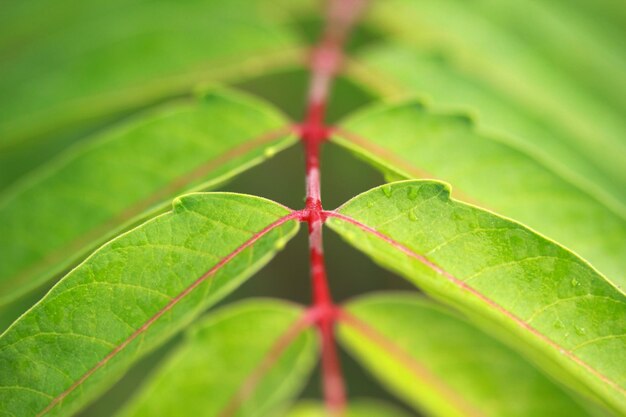 Ailanthusaltissimaは夏の抽象的な背景を残します