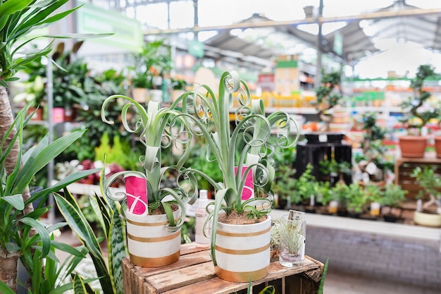 Air plant Bromelia Tillandsia Curly Slim in a store