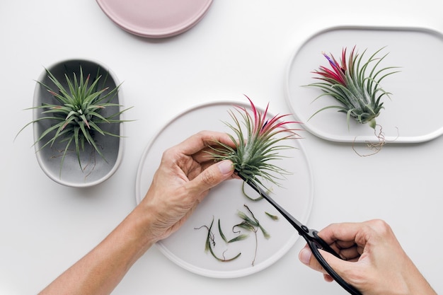 Air plant