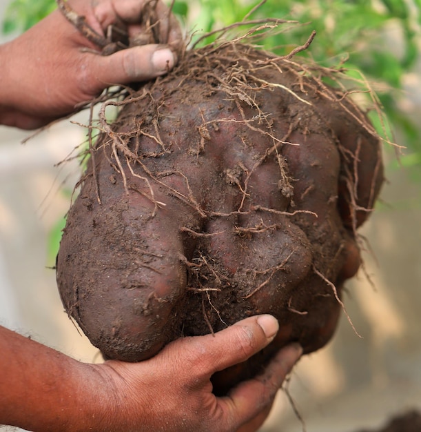 Air potato