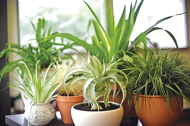 집 실내 공기질을 개선하는 공기 정화 식물 거미 식물, 평화 백합과 같은 공기 정화 관엽 식물은 공기에서 독소를 제거하는 데 도움이 될 수 있습니다.