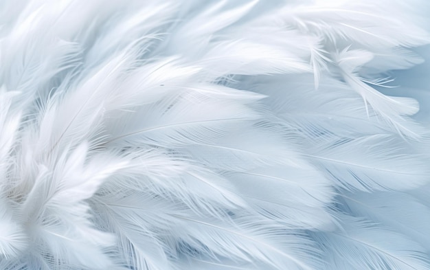 Airy soft fluffy wing bird with white feathers closeup of macro pastel blue shades on white backgro