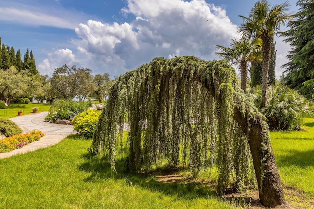 Aivazovsky Park Paradise Landscape Park Crying cedar Partenit Crimea