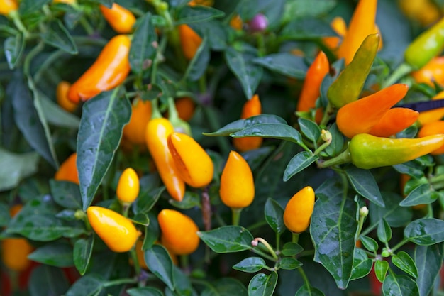 Aji escabeche pepers