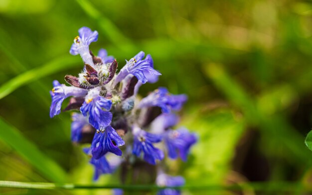 Ajuga genevensis