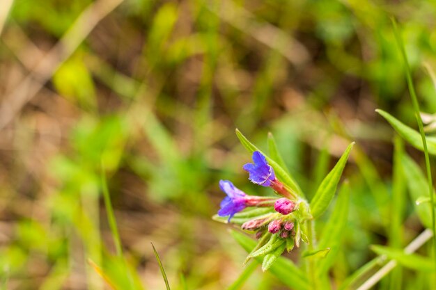 Ajuga pyramidalis paarse wilde bloem