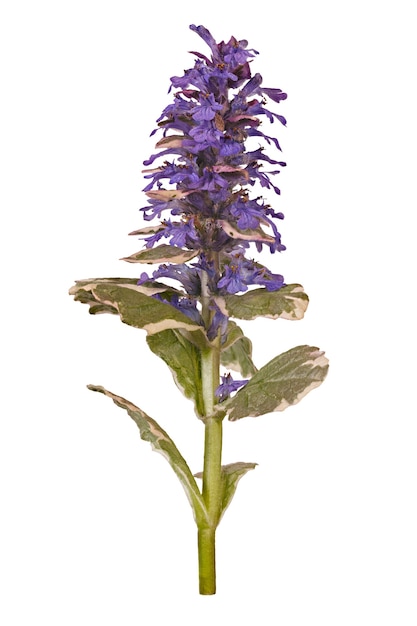 Ajuga reptans, изолированные на белом фоне. Макрос