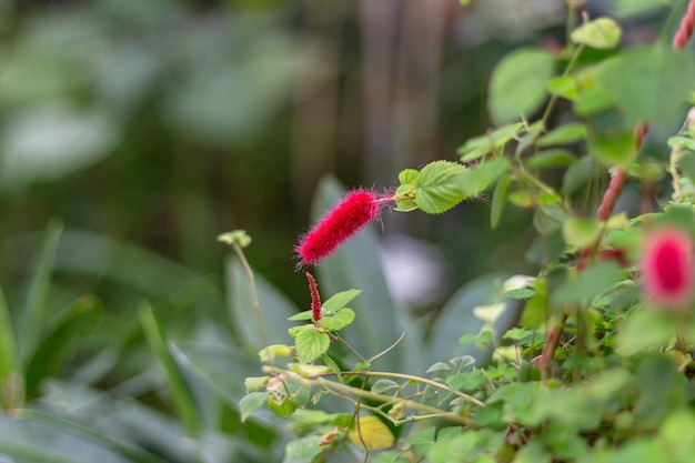 Akalifa bloemen met ondiepe DOF Mooi rood van Acalypha hispida bloemen met groene bladeren op onscherpe achtergrond Deze plant is ook bekend als Filippijnse Medusa Red Hot Cat's Tail en Fox Tail