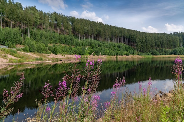 エイクプラチナ 背景の針葉樹林 前景にはピンクの花 Fireweed 青い空 夏の晴れた日 自然 ドイツ Klingerberg