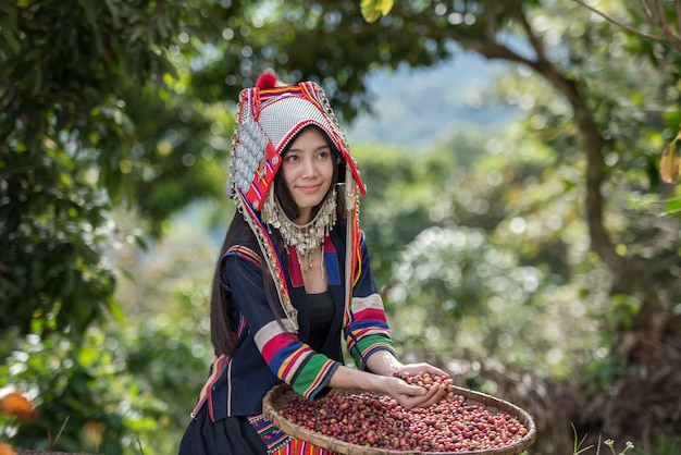 Akha vrouw arabica koffie bessen plukken