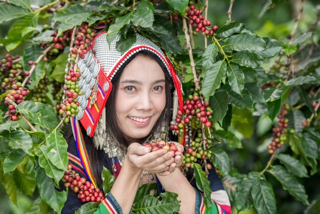 Akha vrouw arabica koffie bessen plukken