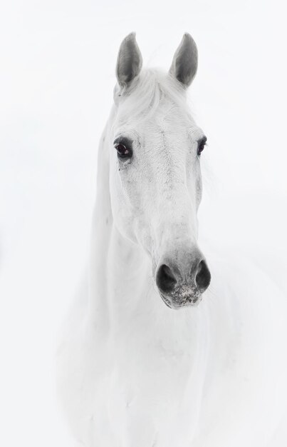 Foto ritratto di cavallo akhalteke