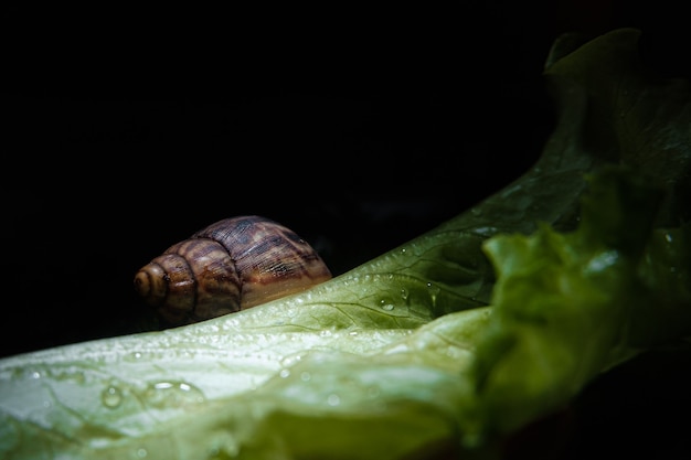 Akhatina Snail Crawls on a Green Lettuce Leaf.