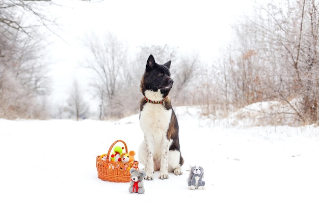 Akita dog breed sitting in the snow with toys