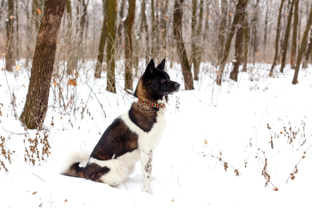 Razza di cane akita con muso nero inverno nel parco