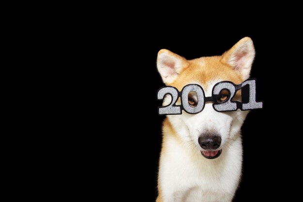 2021年のサイングラスコスチュームで新年あけましておめでとうございますを祝う秋田犬。黒いスペースに隔離されています。