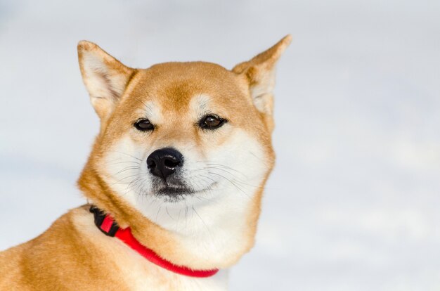 Akita dog, close up face portrait, snow background. Funny cute dog snout, copy space. Fluffy soft fur.