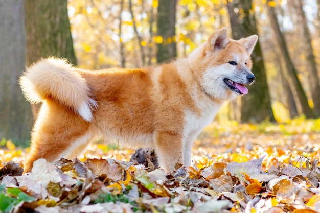 Akita dog in the park among the fallen leaves in autumn