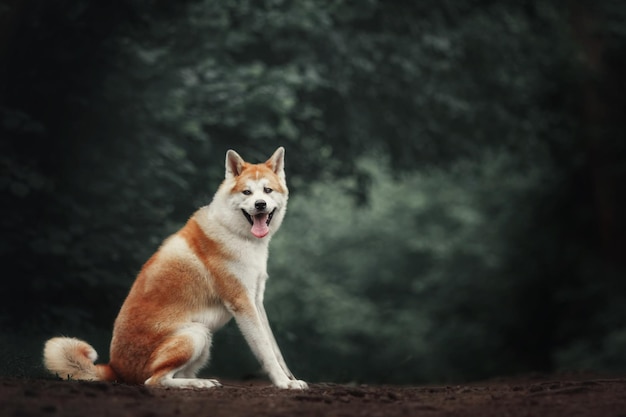 A akita dog sits in a field