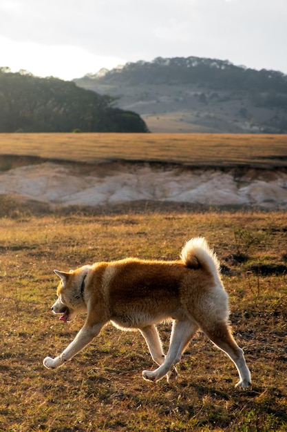 Akita Dog walking in open field relaxed sunset with space for text