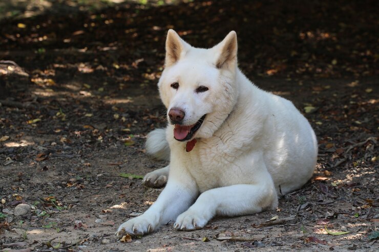 秋田犬
