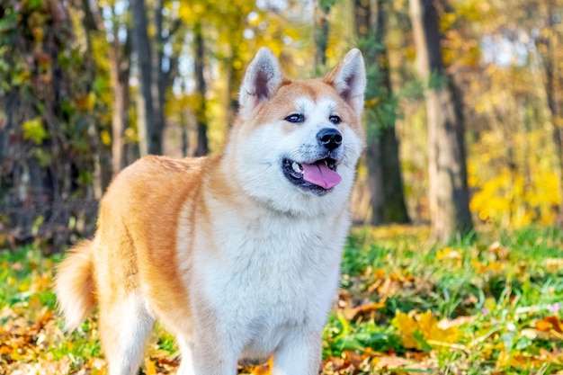 Akita-hond in een herfstpark die aandachtig vooruit kijkt