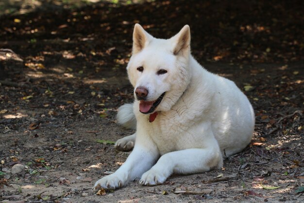 Akita hond