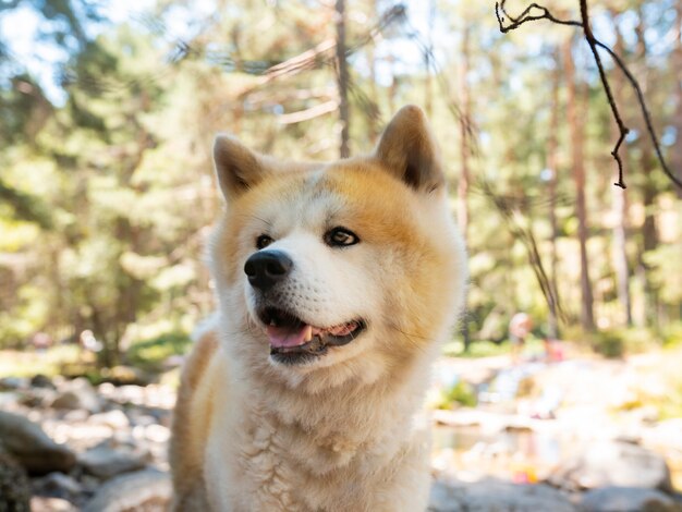 森の中の川の近くの秋田犬