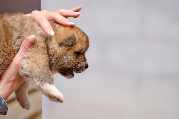 Cucciolo di cane akita inu all'età di 1 mese.