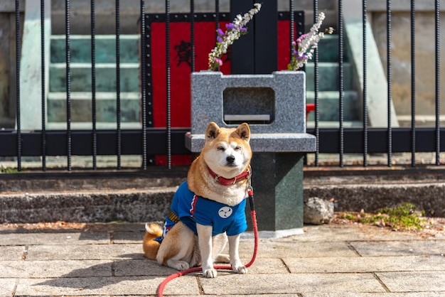 Собака акита-ину сидит перед башней пагоды Чурейто, парк Аракураяма Сенген, город Фудзиёсида
