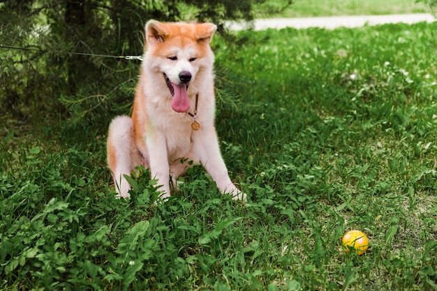 Akita Inu dog sitting happy in green forest with small yellow ball.