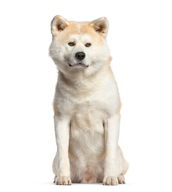 Akita inu, dog  sitting and looking at the camera, isolated on white