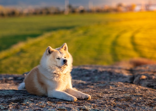 Akita inu cane seduto su una pietra. sfondo di campo di grano verde. tramonto. al tramonto