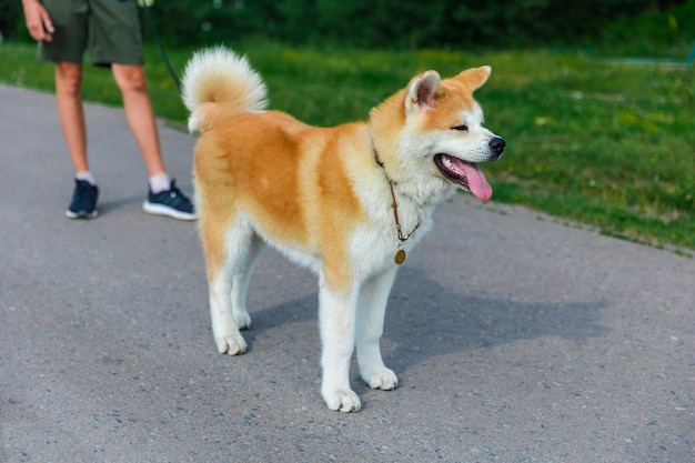 灰色のアスファルト道路に立っている秋田犬犬