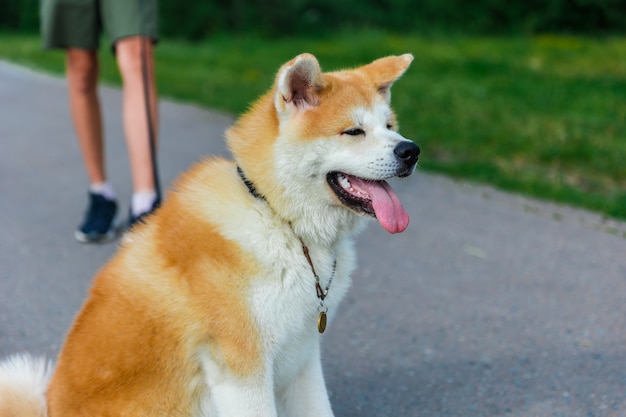 灰色のアスファルト道路に立っている秋田犬犬