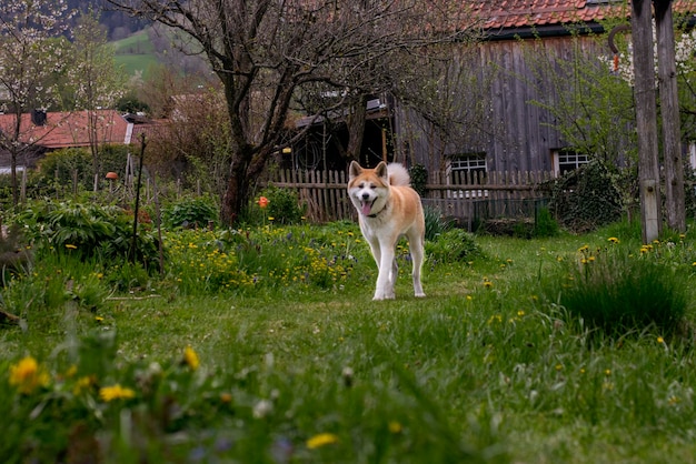 Akita Inu dog walks in the yard